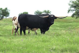 PRIVATE INVESTMENT: Texas Longhorn 