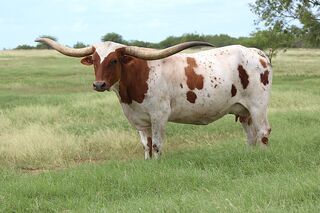 PRETTY PAINT 1/0: Texas Longhorn 