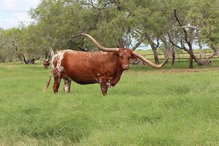 TCC WATCH OUT: Texas Longhorn 