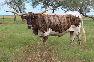 SC CARMELLA: Texas Longhorn WHITE WITH BRINDLE SIDES AND HEAD