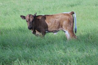 ANGELINA SCRS' 26: Texas Longhorn 