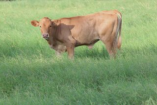 BAILEY SUE SCRS' 26: Texas Longhorn 