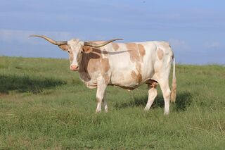 SC SHAYLYN: Texas Longhorn WHITE WITH BRINDLE MARKINGS