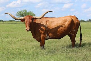 ABIGAIL SCR: Texas Longhorn