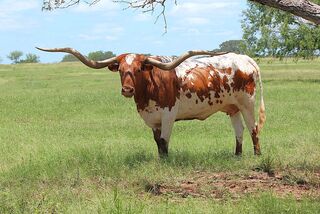 SC RED RIVER SHANIA: Texas Longhorn red and white, white on forehead