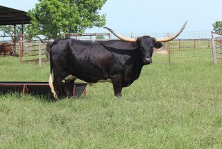 SABLE SCR: Texas Longhorn BLACK WITH WHITE ON BELLY AND TAIL