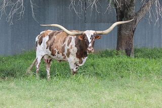 RED RIVER SEDONA: Texas Longhorn WHITE WITH RED EARS, SPOTS AND SPECKS