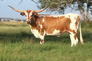 HEAVENLY DAY SCR: Texas Longhorn 