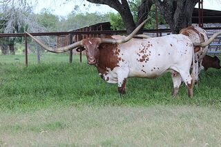 7 BAR RIO MAYA: Texas Longhorn 