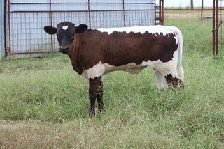 7 BAR RIO MAYAS' 26: Texas Longhorn 