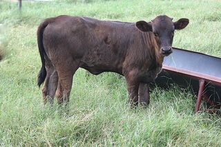 ANNA JAMS' 26: Texas Longhorn 