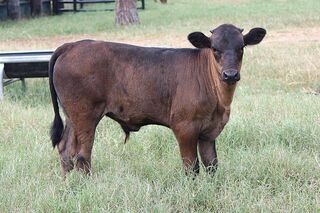 SABLE SRS' 26: Texas Longhorn 