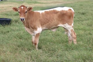 PRETTY PAINT 1/10S' 26: Texas Longhorn 