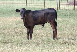 SC MAYBELLINES' 26: Texas Longhorn 
