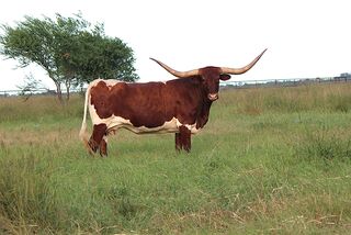 GIOVANNA SCR: Texas Longhorn RED WITH WHITE OVER AND UNDER