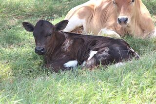 GIOVANNA SCRS' 26: Texas Longhorn 