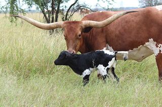 SWEET DAYS OF SUMMERS' 26: Texas Longhorn 