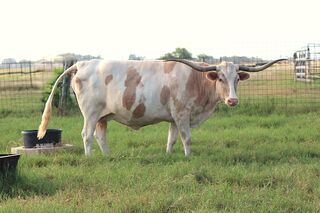 SC SHAYLYN: Texas Longhorn white with brindle markings