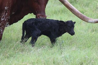 TCC WATCH OUTS' 26: Texas Longhorn 