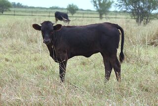 ANNA JAMS' 26: Texas Longhorn 