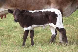 AURORA SCRS' 26: Texas Longhorn 
