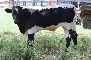 7 BAR RIO MAYAS' 26: Texas Longhorn 
