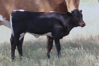 ANGELINA SCRS' 26: Texas Longhorn 