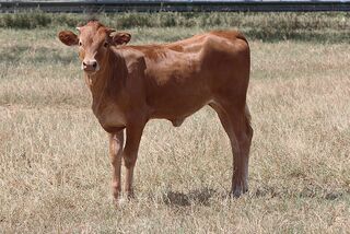 BAILEY SUE SCRS' 26: Texas Longhorn 