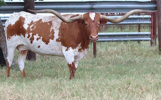 SC RED RIVER SHANIA: Texas Longhorn RED AND WHITE, WHITE ON FOREHEAD