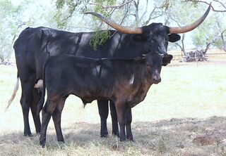 SABLE SCRS' 26: Texas Longhorn 