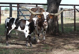 RED RIVER SEDONAS' 26: Texas Longhorn 
