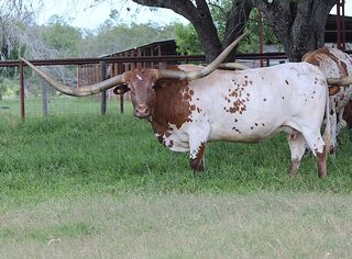 7 BAR RIO MAYA: Texas Longhorn 