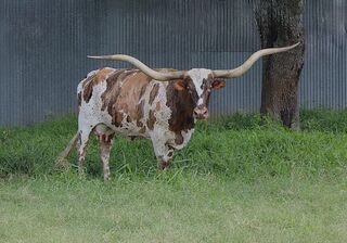 RED RIVER SEDONA: Texas Longhorn WHITE WITH RED EARS, SPOTS AND SPECKS