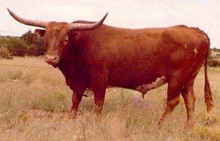 ROYAL MOUNTY: Texas Longhorn 