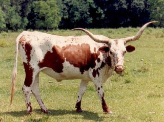 MONARCH MAJIC FM 230: Texas Longhorn