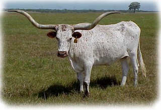 DELTA DIAMOND: Texas Longhorn 