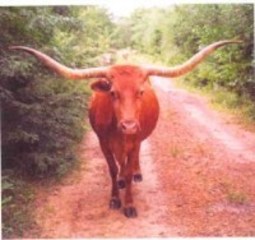 BROWN BEAUTY: Texas Longhorn 